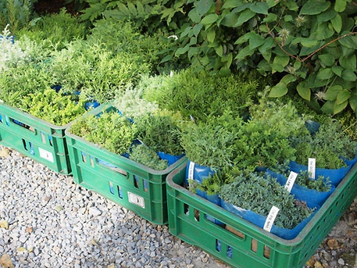 Sadzonki przygotowane do odbioru