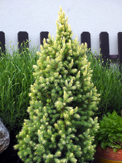 Picea glauca 'Sun on the Sky ®'