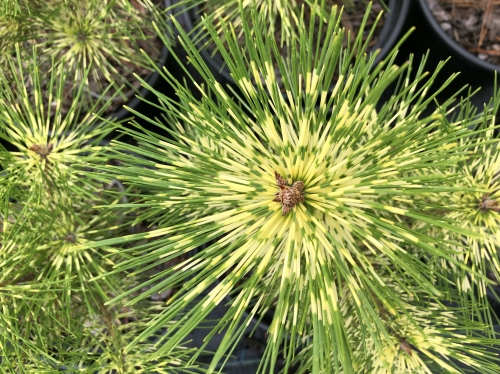 Pinus densiflora ‘Rainbow’