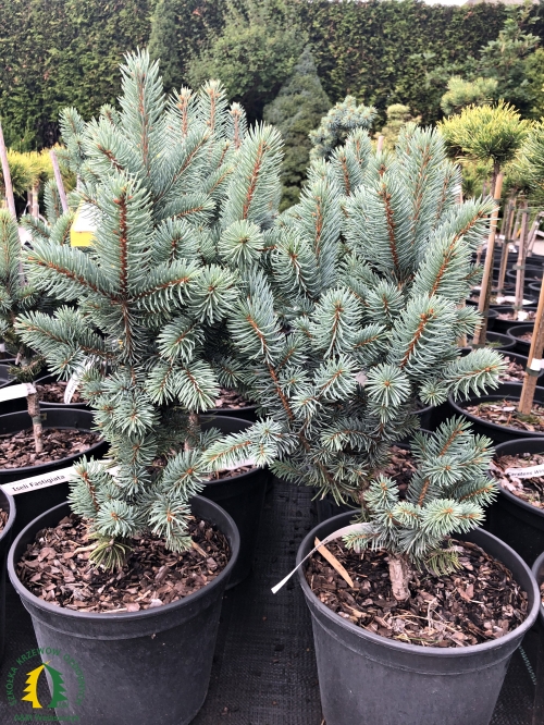 Picea pungens 'Iseli Fastigiate'