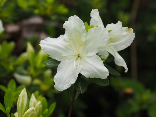 Azalea japonica 'Schneesturm'