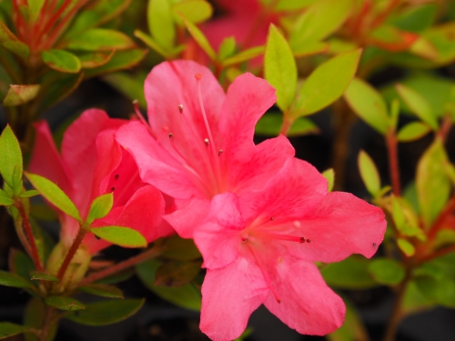 Azalea japonica 'Drapa' 