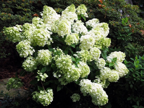 Hydrangea paniculata 'Magical Mont Blanc' ®
