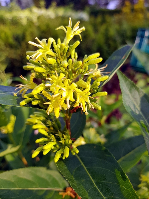 Diervilla sessilifolia 'Butterfly'