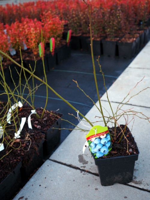 Vaccinium corymbosum 'Spartan' 